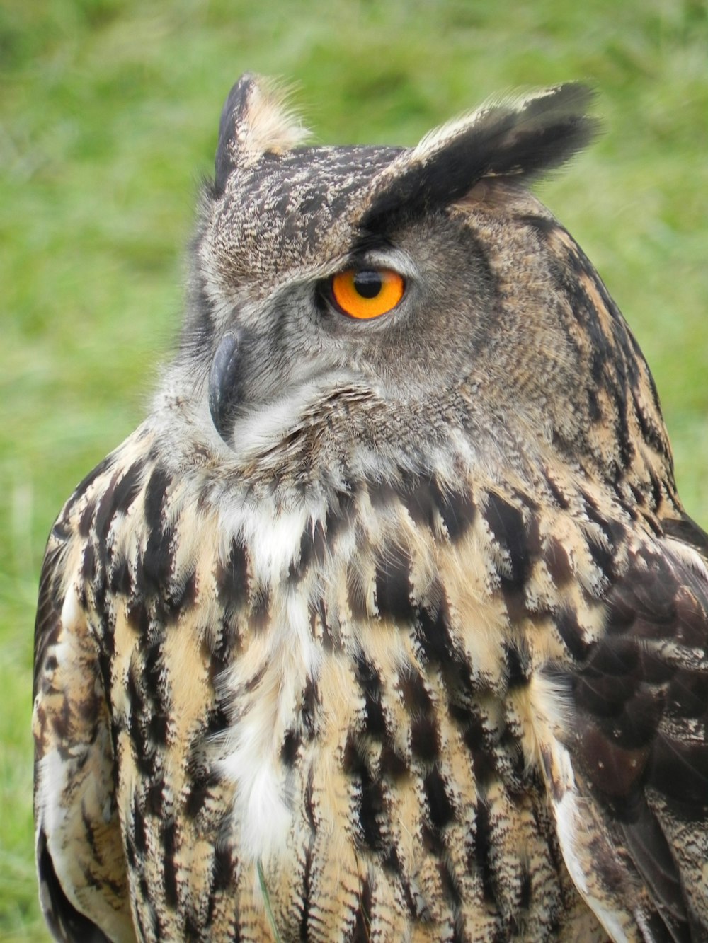 hibou brun et blanc sur l’herbe verte pendant la journée