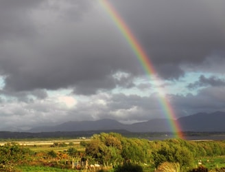 green grass field under rainbow