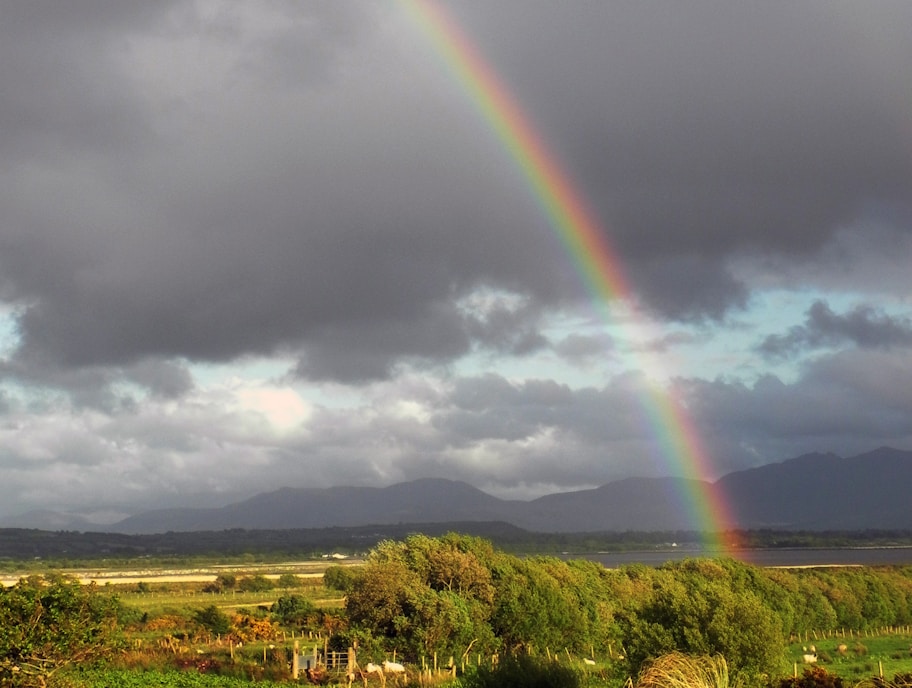 green grass field under rainbow