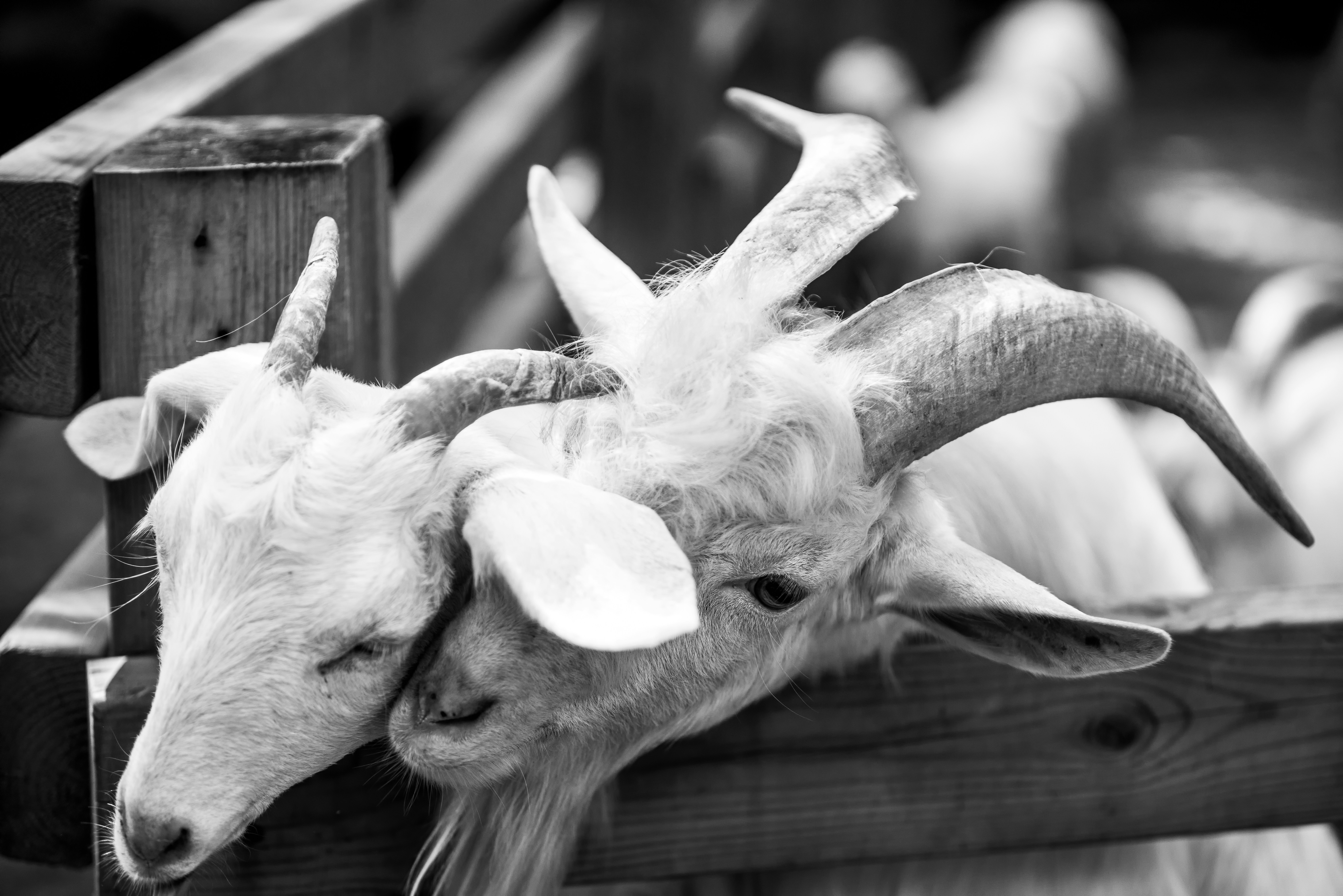 寵物界末日？這 5 種行為，99% 飼主都做錯！