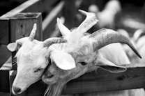 Two goats are shown nuzzling each other affectionately over a wooden fence. Both goats have long curved horns and are captured in black and white photography, emphasizing their fur texture and the wooden fence details.