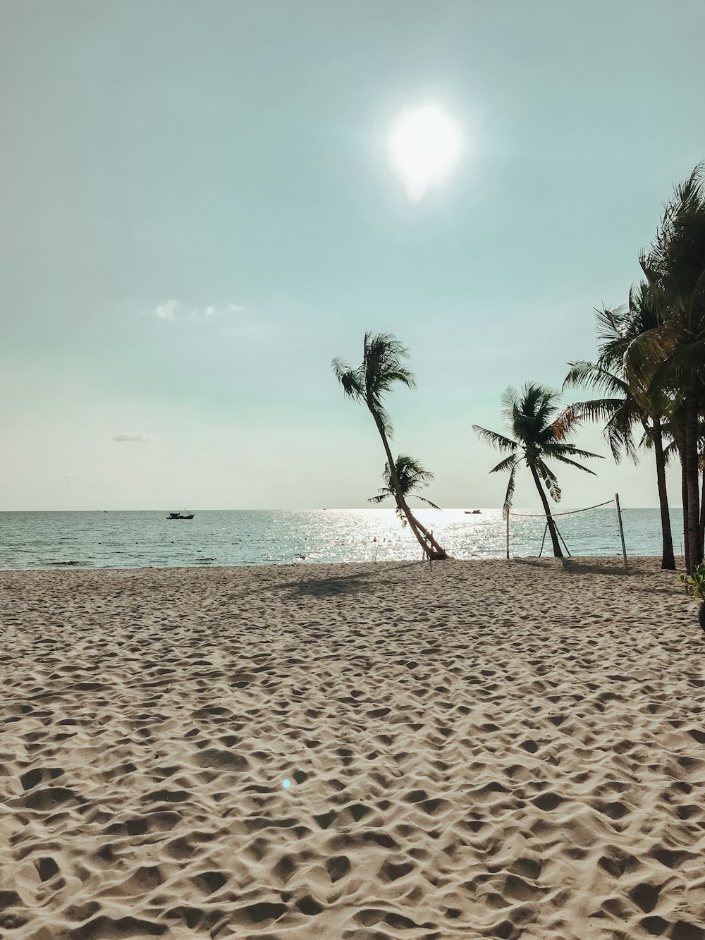 palmier sur la plage pendant la journée