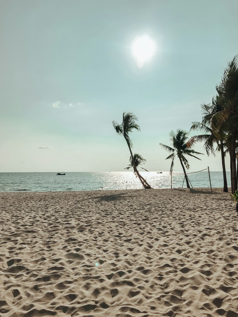 Palmera en la playa durante el día