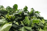 Close-up of vibrant green spinach leaves freshly harvested.