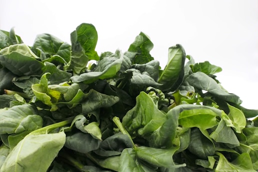 A vibrant close-up of fresh green spinach leaves glistening with morning dew.