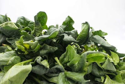 Close-up of vibrant green spinach leaves growing naturally in rich soil.
