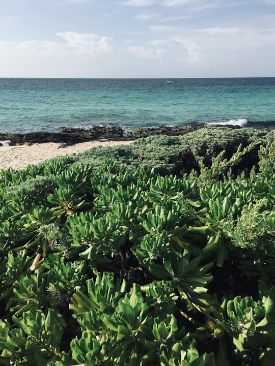 green plant near sea during daytime in Solidaridad Mexico