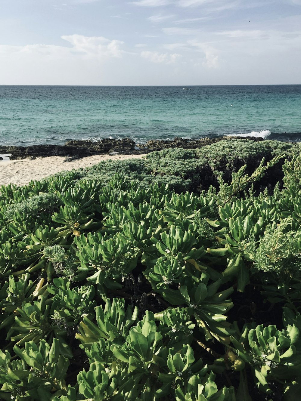 green plant near sea during daytime