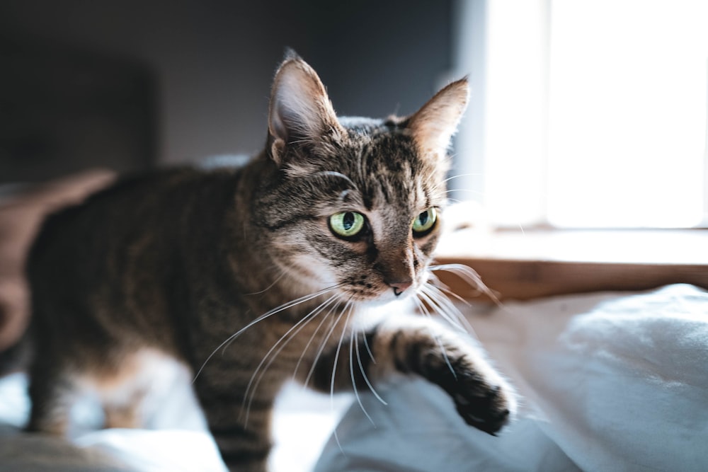 brown tabby cat on white textile