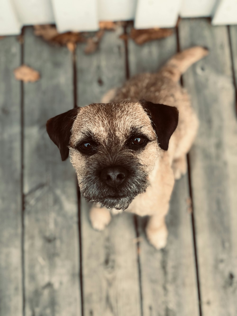 brown and white short coated dog