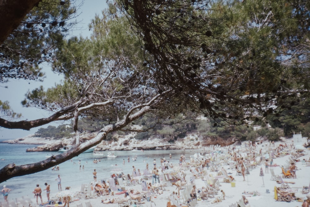 green trees near body of water during daytime