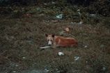 A stray dog with a slender frame and brown and white fur is lying on a patch of unkempt grass. The surrounding area is scattered with various pieces of litter, with some greenery forming a backdrop.