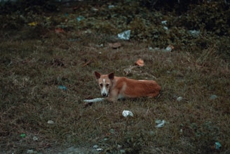 A stray dog with a slender frame and brown and white fur is lying on a patch of unkempt grass. The surrounding area is scattered with various pieces of litter, with some greenery forming a backdrop.