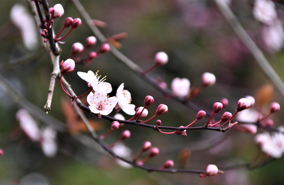 white cherry blossom in close up photography