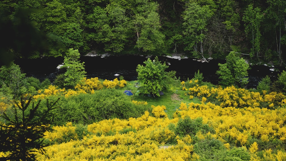 green grass field near river