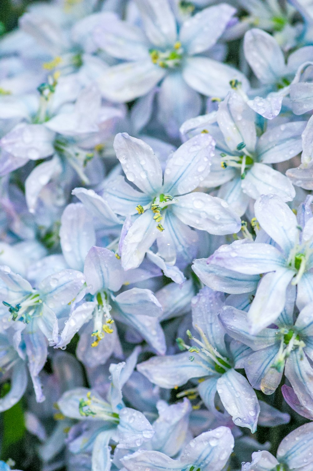 purple and white flower in close up photography