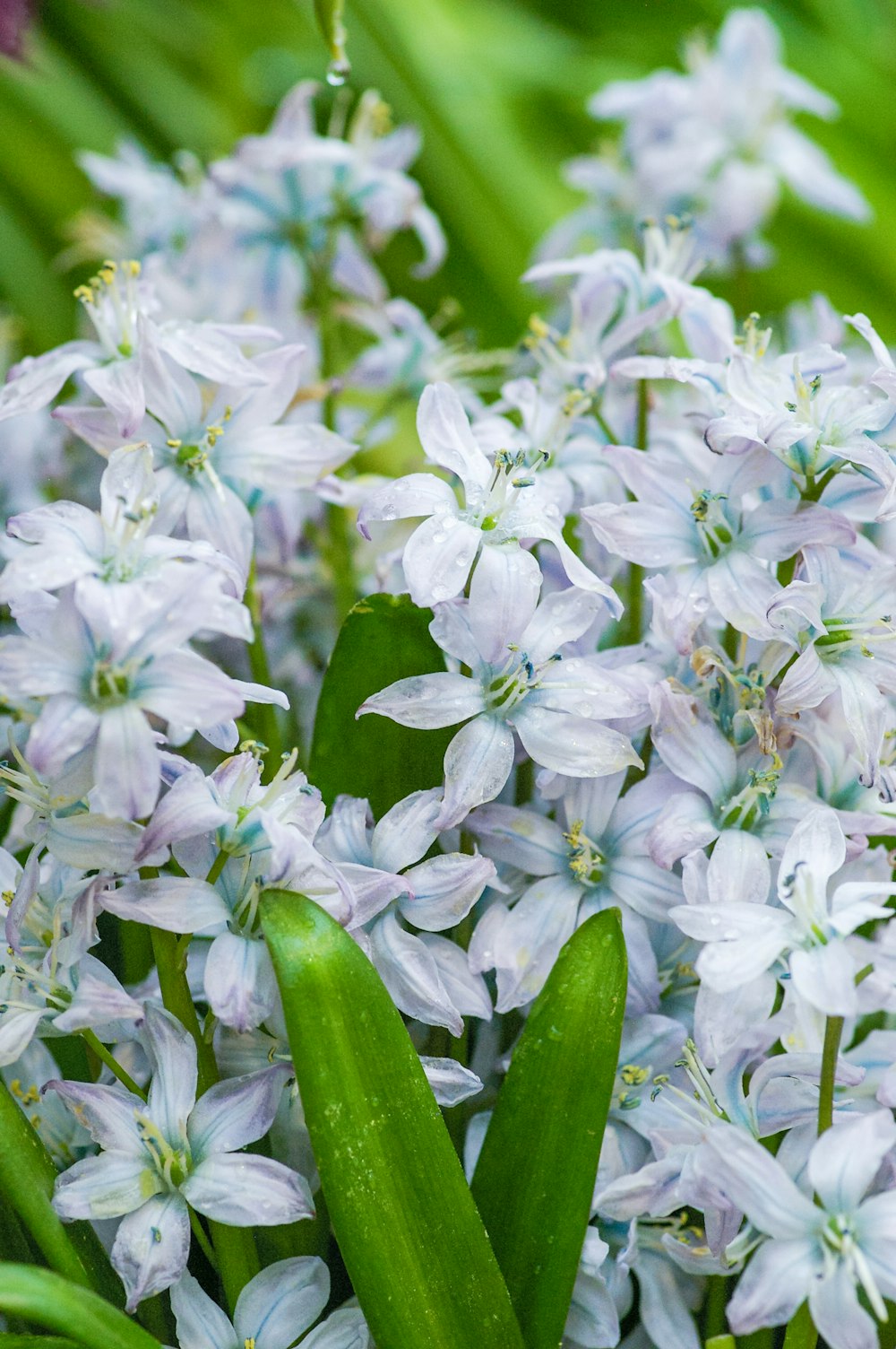 a bunch of white flowers with green stems