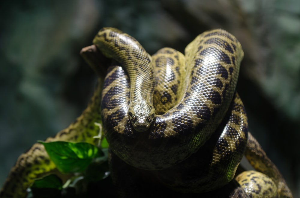 yellow and black snake on tree branch