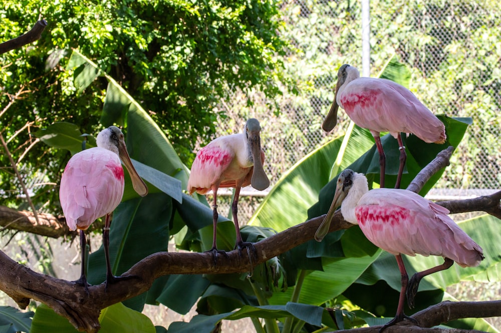 três pássaros cor-de-rosa no galho da árvore durante o dia