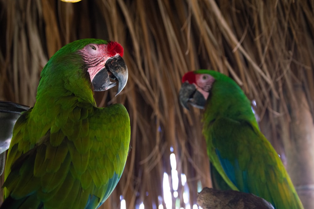 pappagallo verde e rosso su bastone di legno marrone