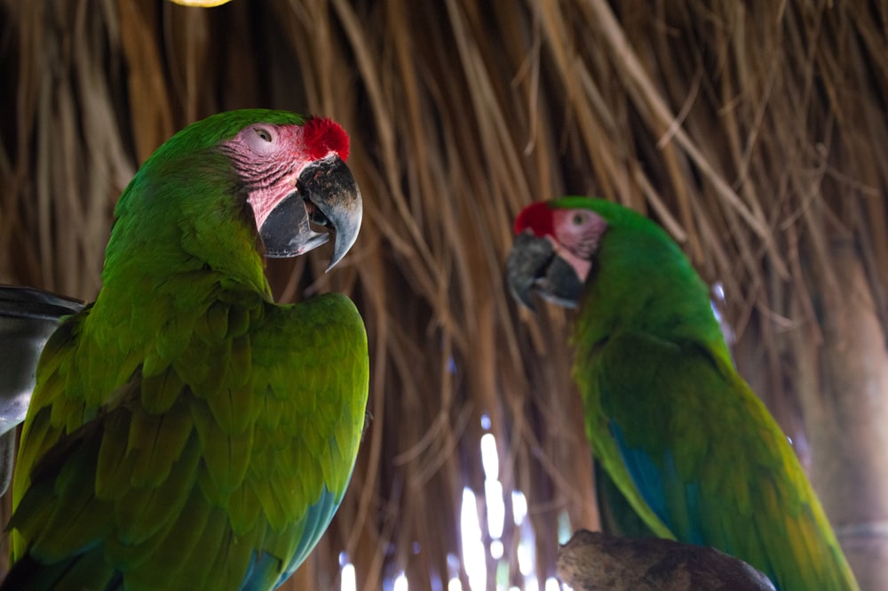 갈색 나무 막대기에 녹색과 빨간색 앵무새