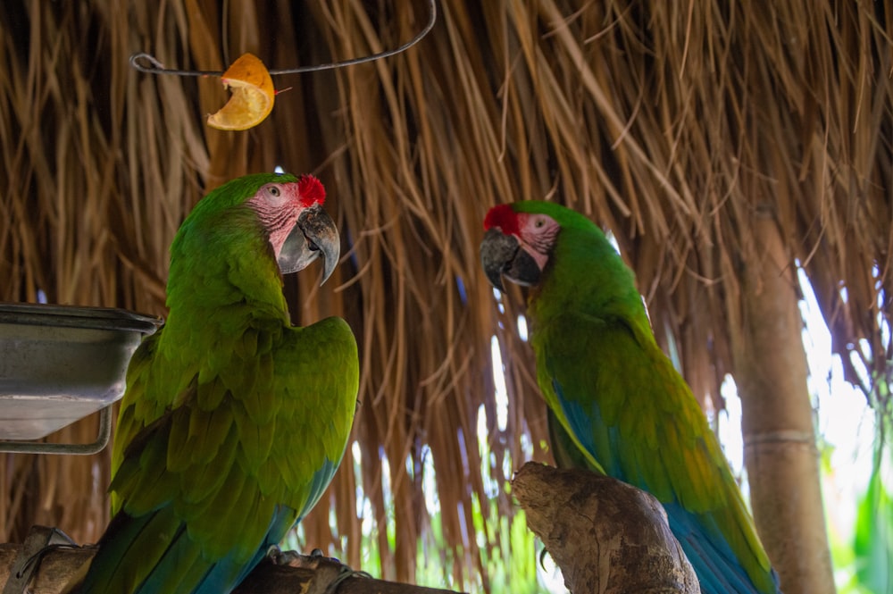 grüner und gelber Papagei auf braunem Holzstab