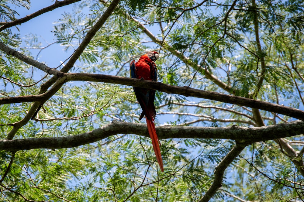 roter und schwarzer Vogel tagsüber auf braunem Ast