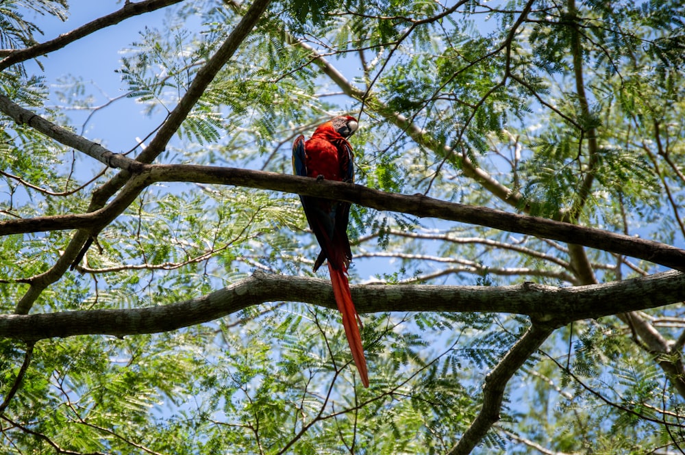red and black bird on brown tree branch during daytime