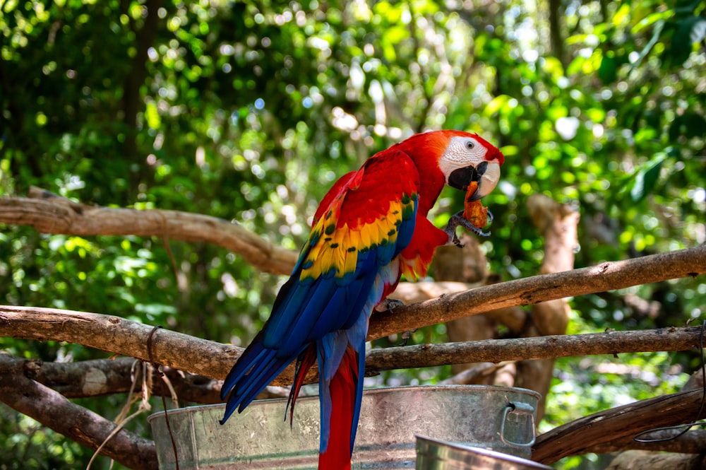 赤、黄、青のコンゴウインコ