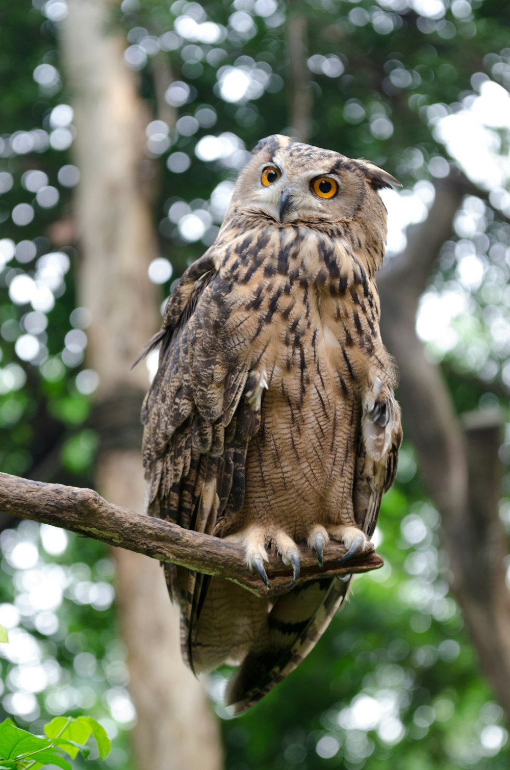 brown owl on brown tree branch during daytime