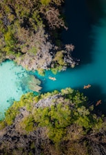green trees beside blue body of water during daytime