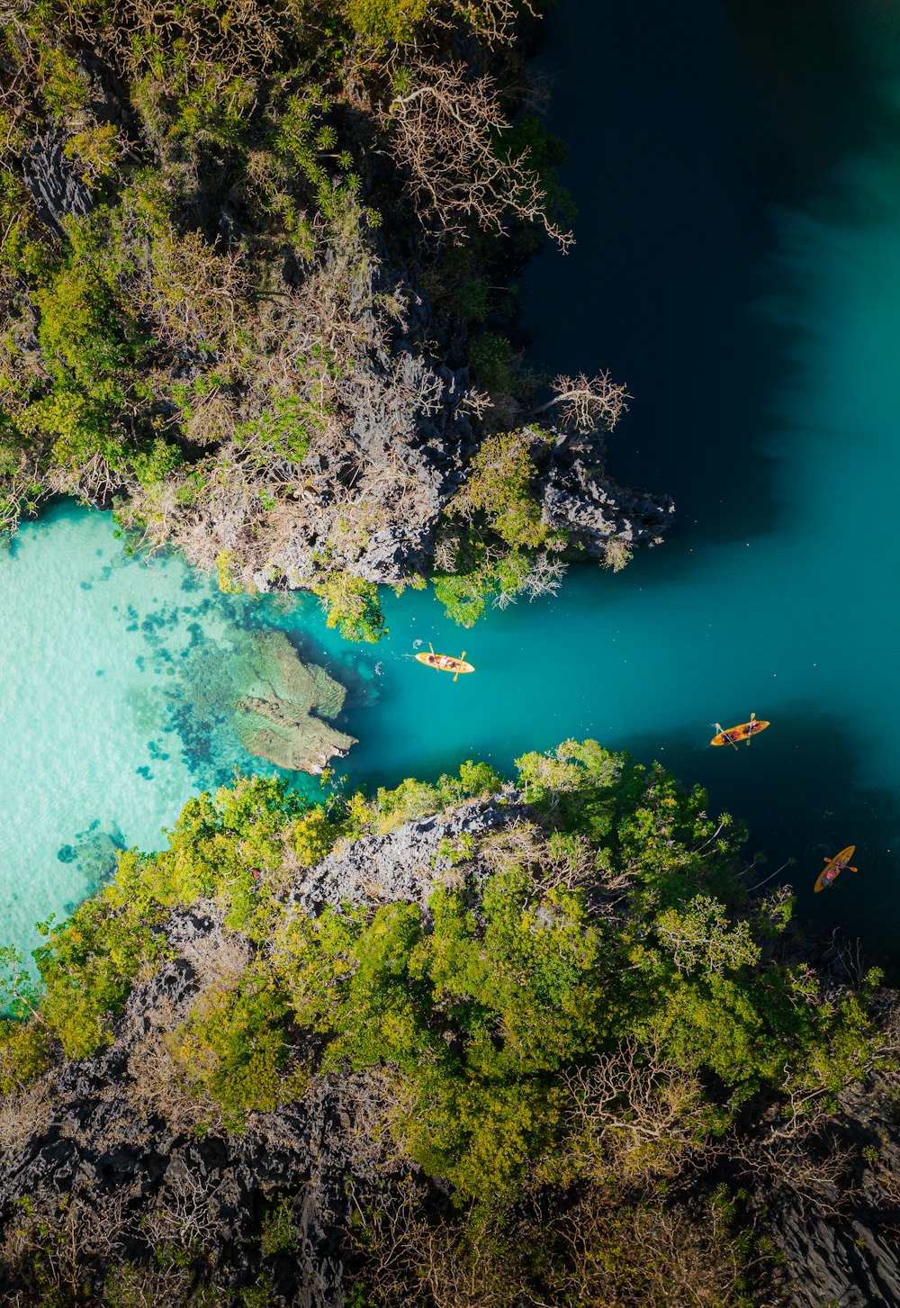 árvores verdes ao lado do corpo de água azul durante o dia