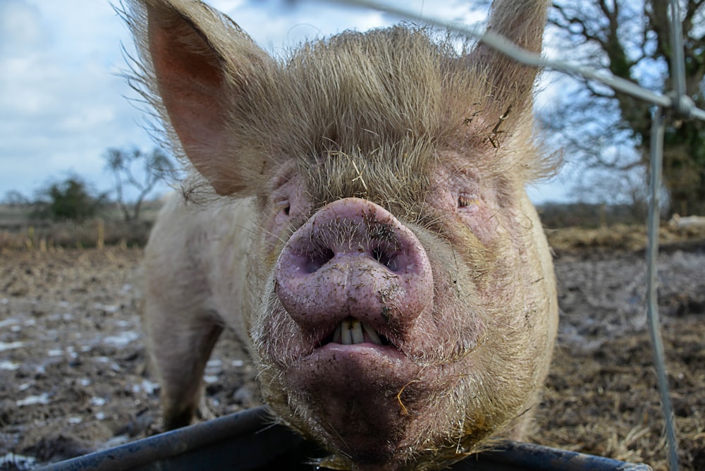 pig lying on blue metal fence
