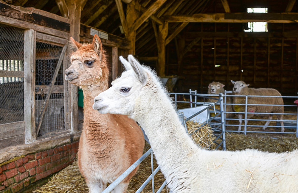 brown and white llama standing on gray metal fence during daytime