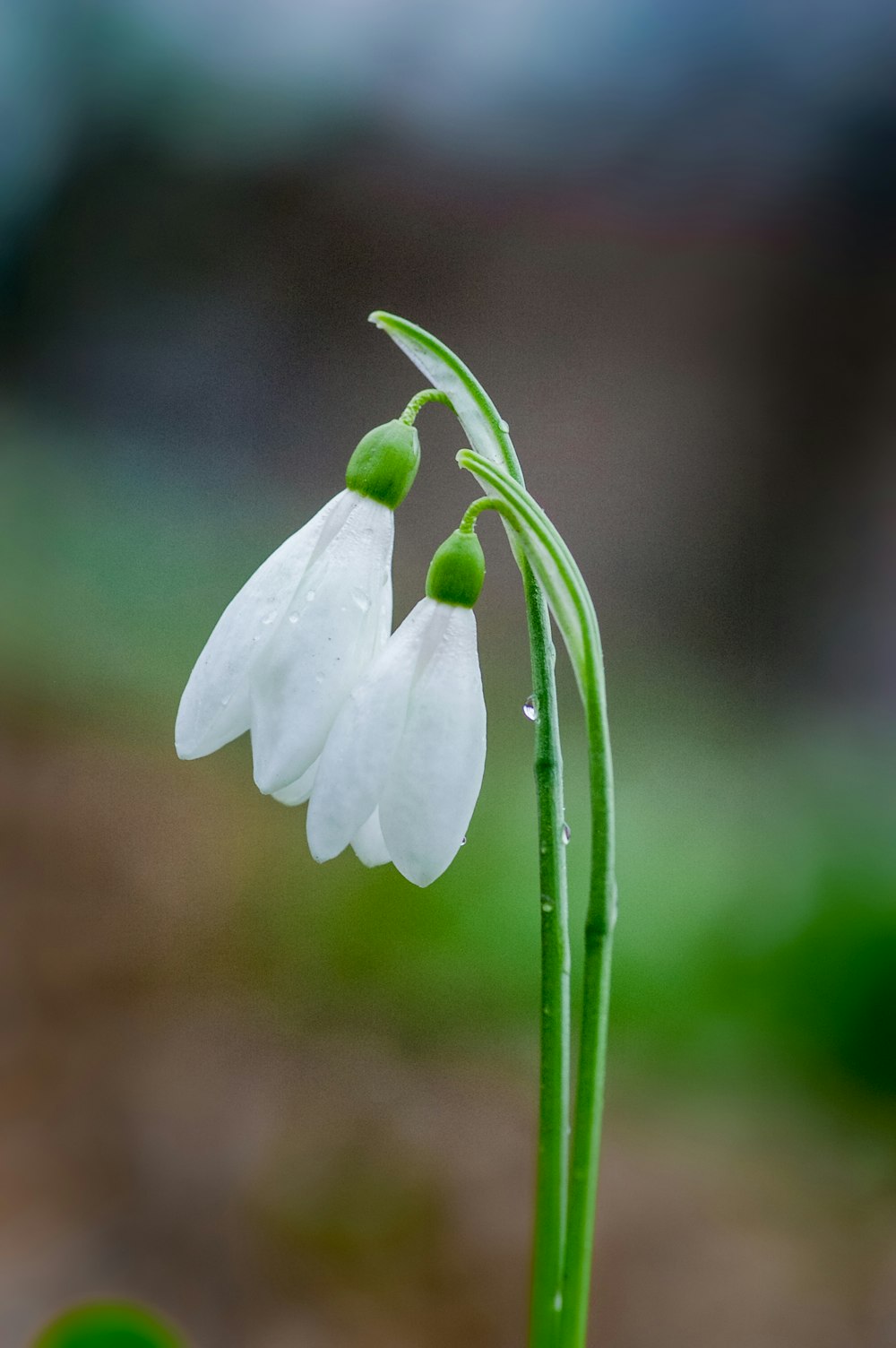 weiße Blüte mit grünen Blättern