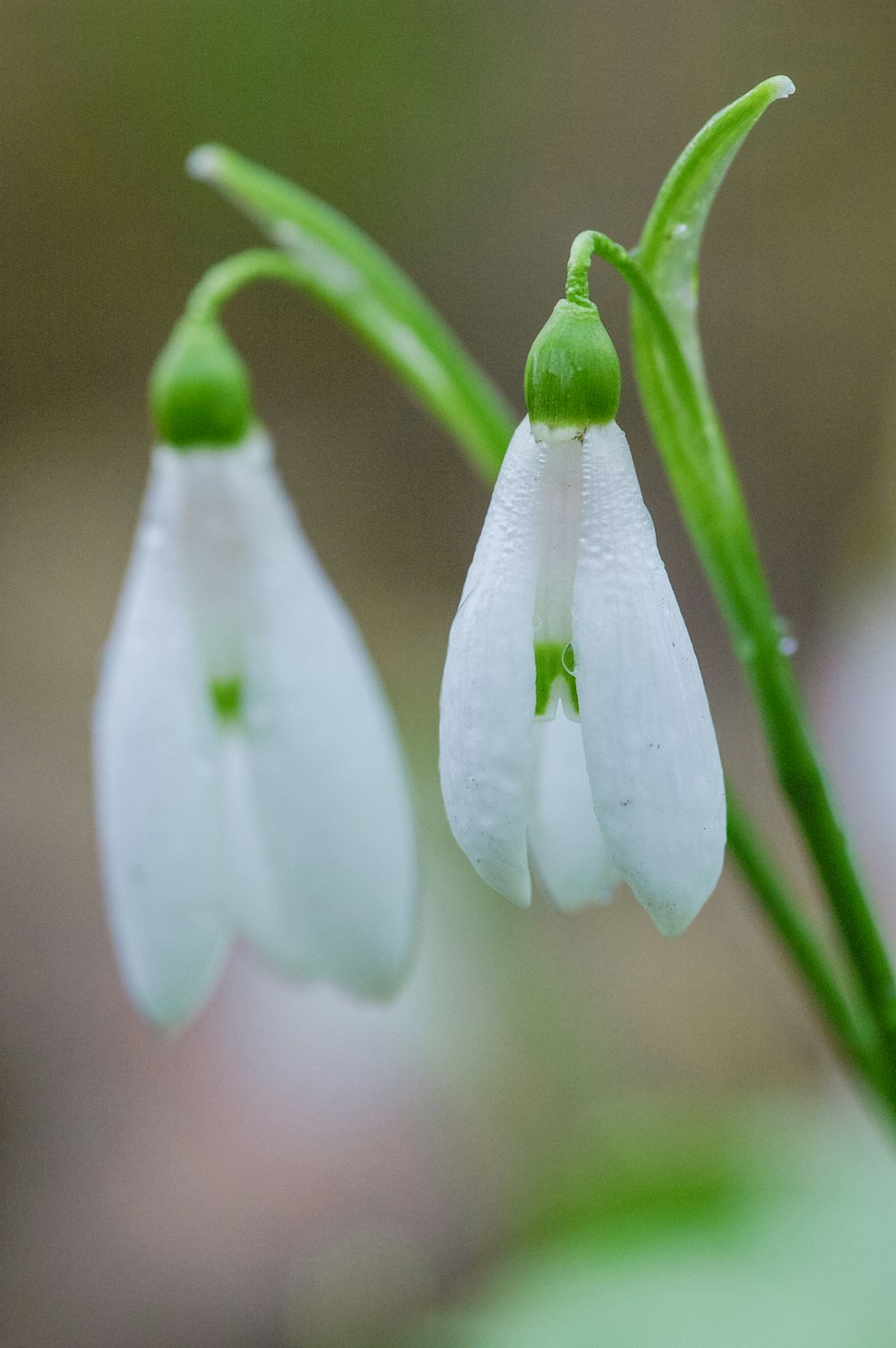 white flower with green stem