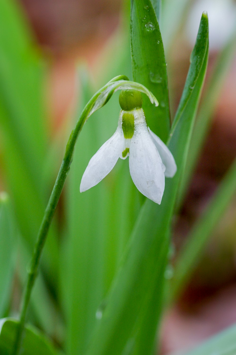 white flower with green leaves