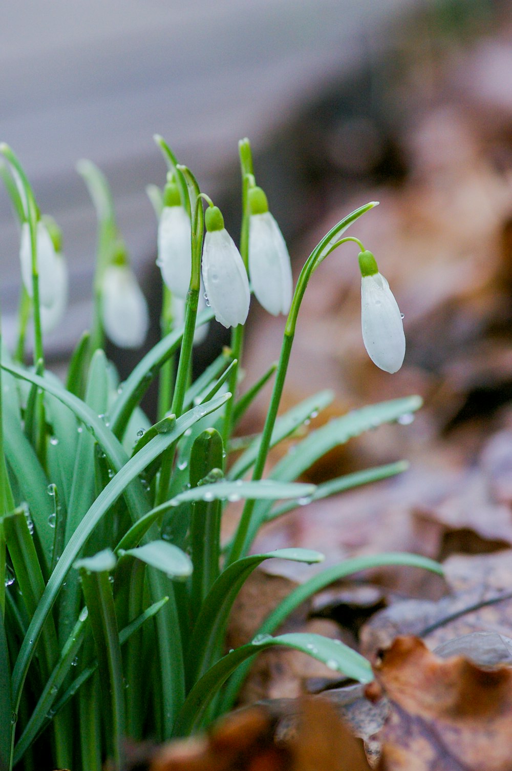 white flower bud in tilt shift lens