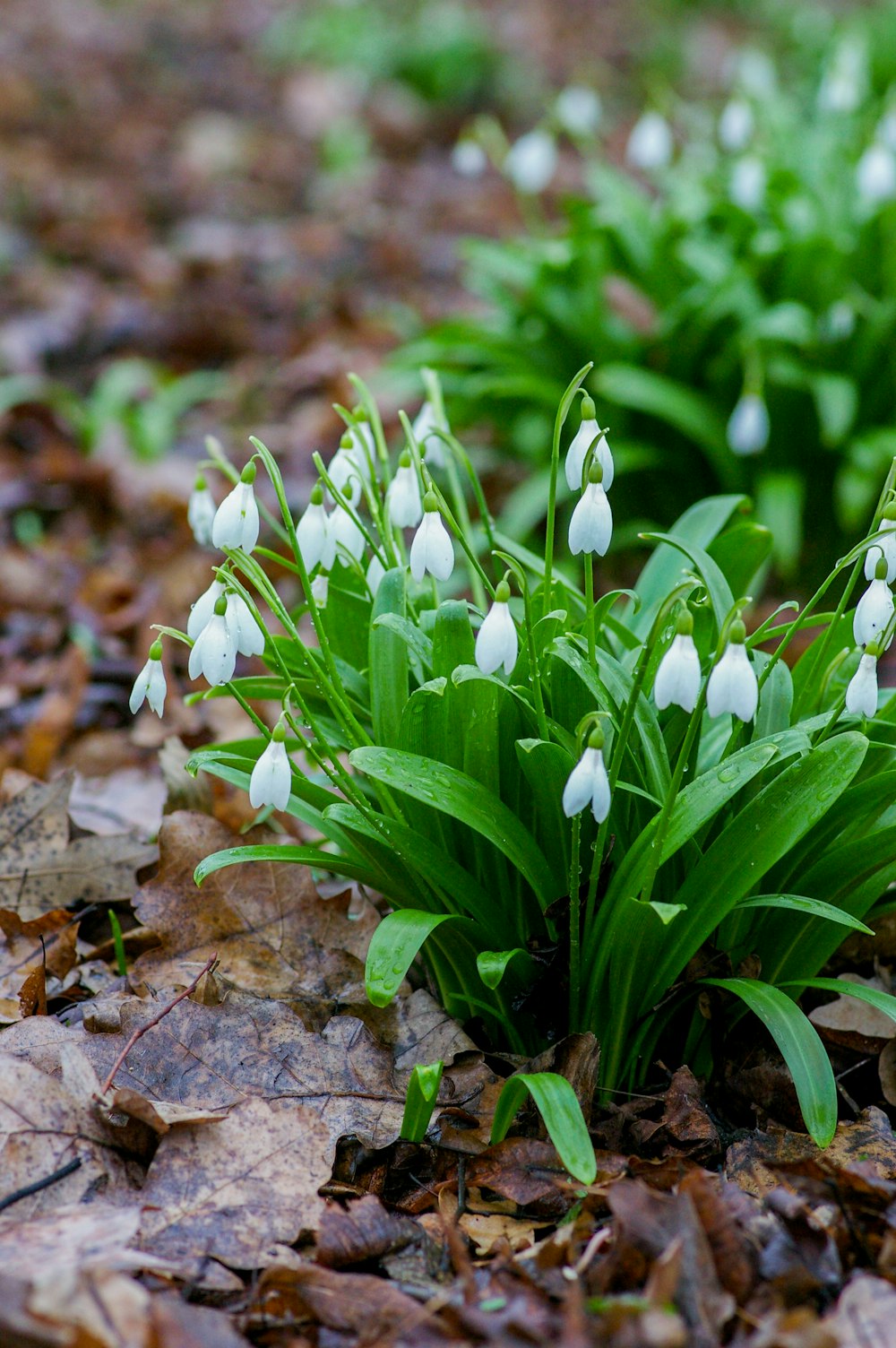 white flowers with green leaves