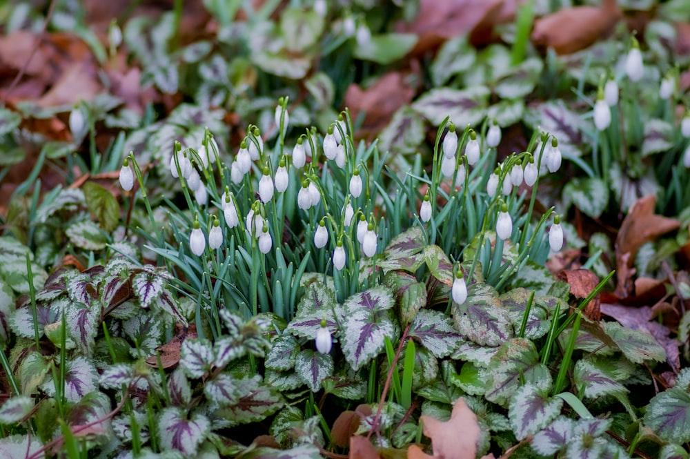 white and purple flowers with green leaves