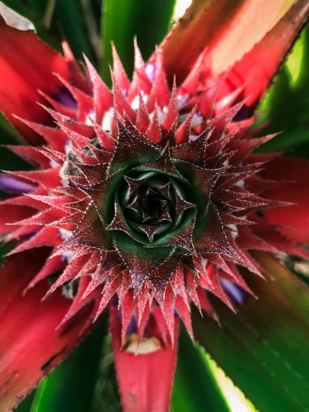 red and green plant in close up photography