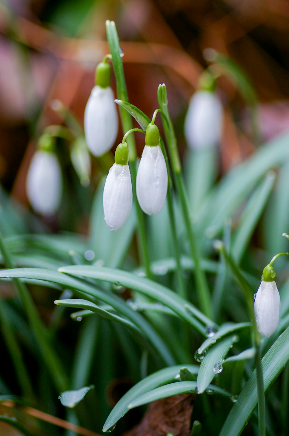 white and green plant during daytime