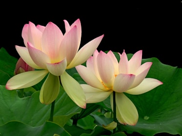 pink lotus flower in bloom
