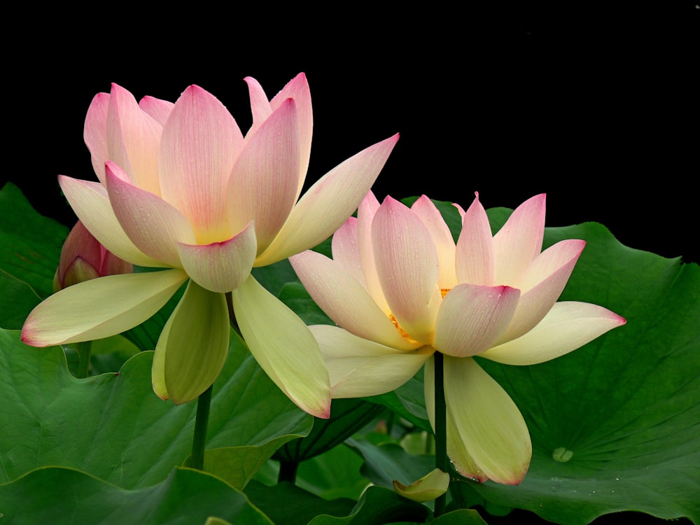 pink lotus flower in bloom