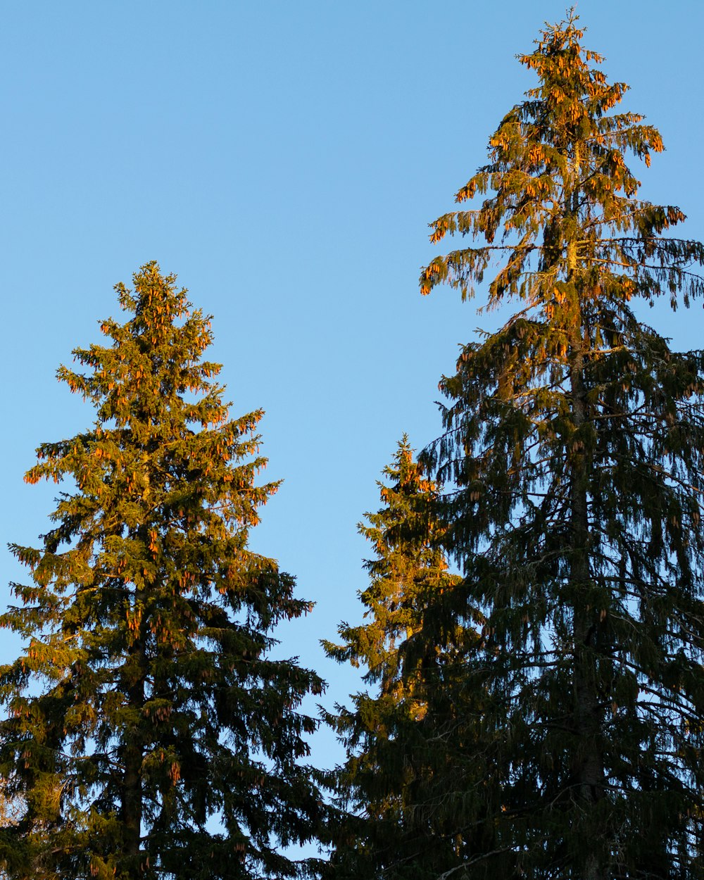 green pine tree under blue sky during daytime