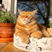 orange tabby cat on white and black cat print ceramic mug