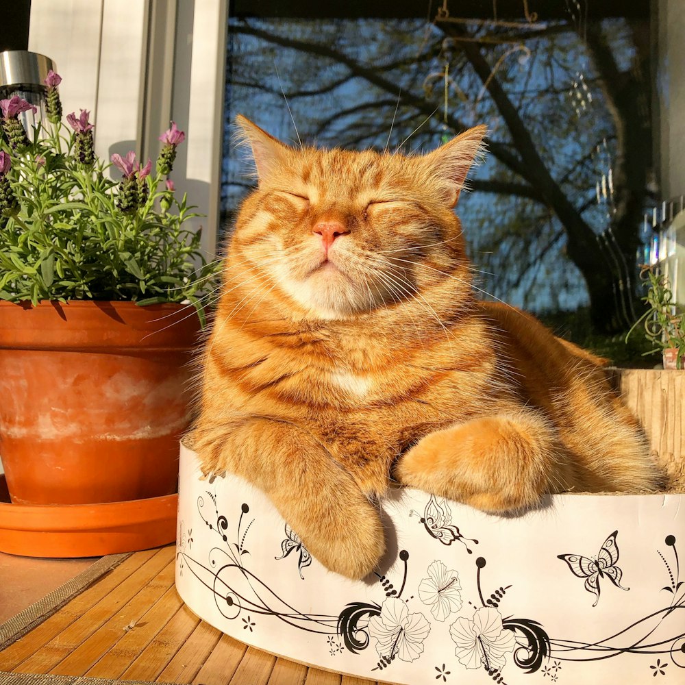 orange tabby cat on white and black cat print ceramic mug