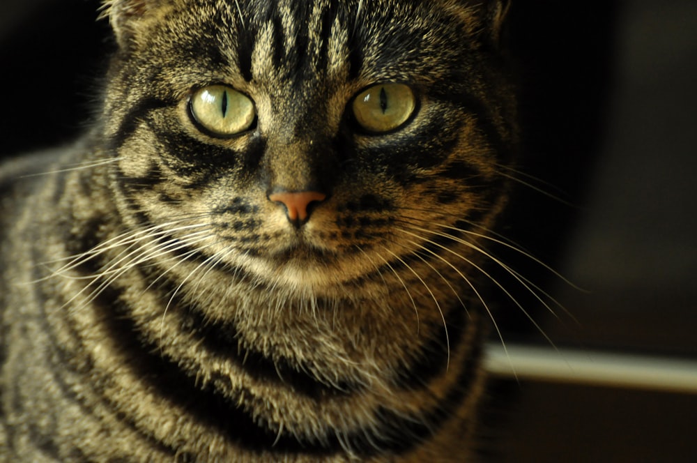 brown tabby cat in close up photography