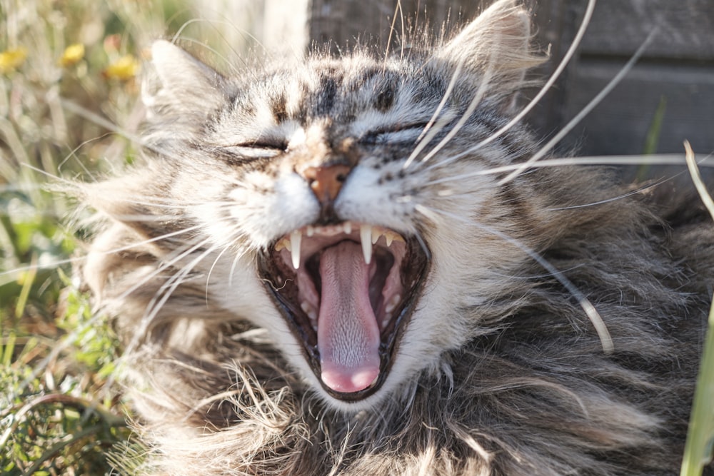 brown tabby cat lying on green grass during daytime