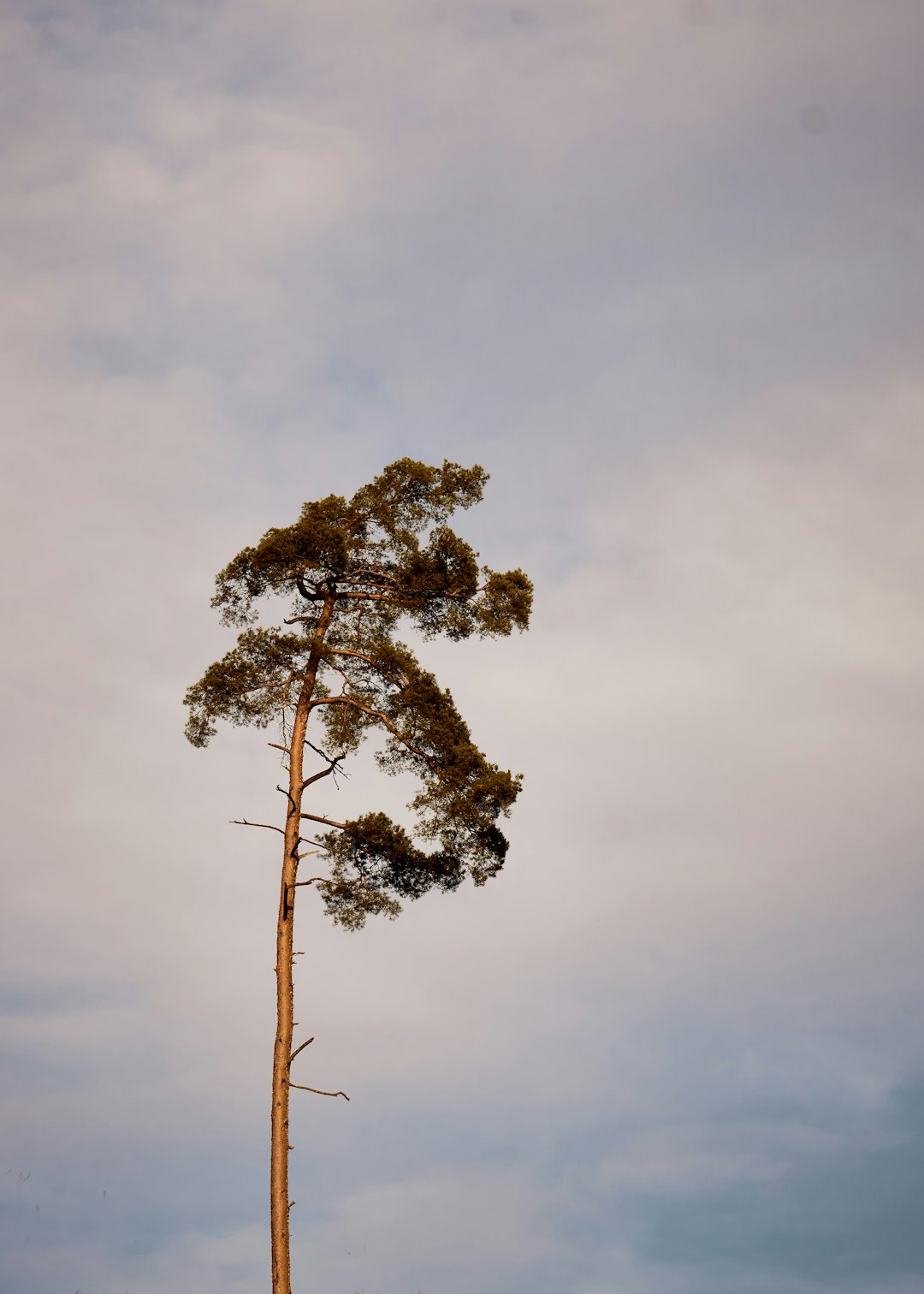 green and brown tree under white clouds